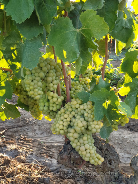 Vineyard10_8.14.19_TWW