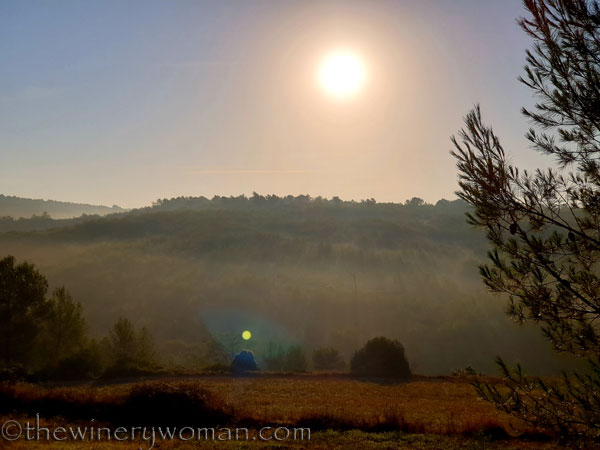 Vineyard2_8.17.19_TWW