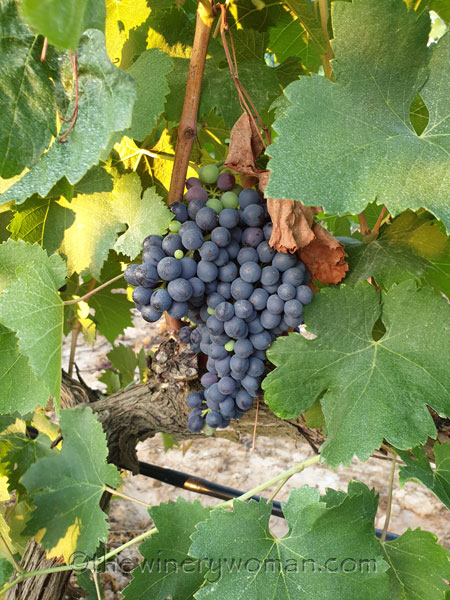 Vineyard3_8.14.19_TWW