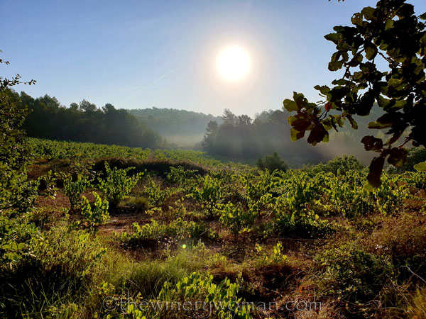 Vineyard4_8.17.19_TWW