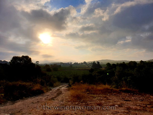 Vineyard5_8.15.19_TWW