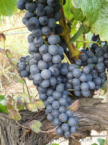 Vineyard6_8.14.19_TWW