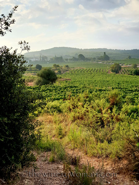 Vineyard6_8.15.19_TWW