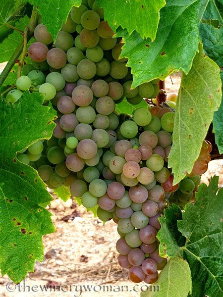 Vineyard7_8.15.19_TWW