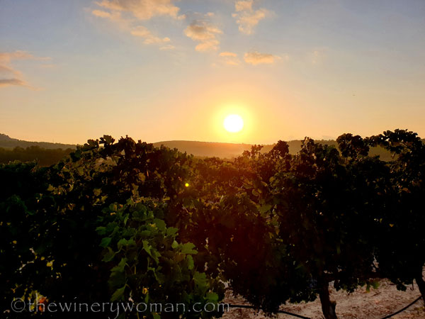 Vineyard7_8.19.19_TWW