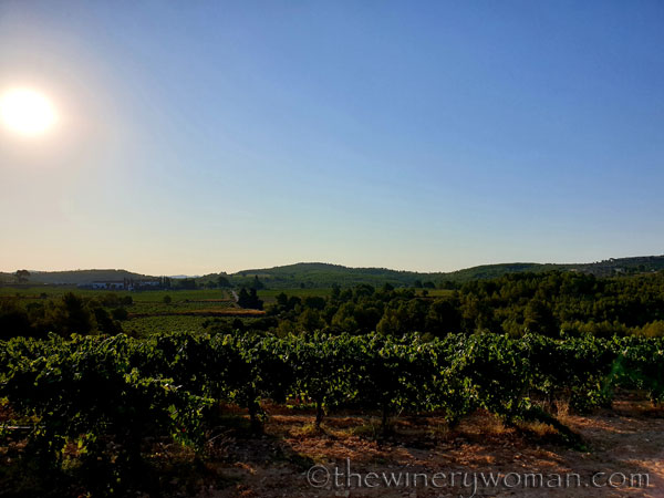 Vineyard_Sunrise2_8.3.19_TWW