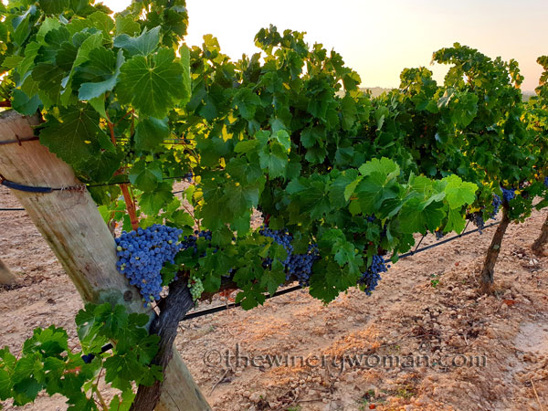 Grapes_Vineyard_8.19.19_TWW