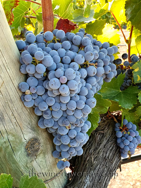 Grapes_Vineyard_8.21.19_TWW