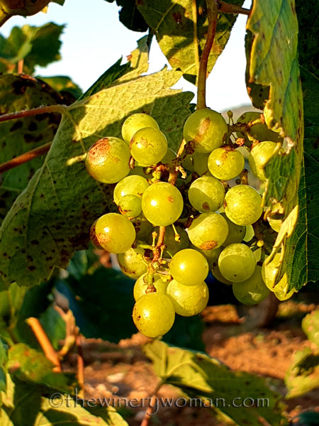 Harvest18_9.12.19_TWW