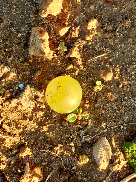 Harvest20_9.12.19_TWW