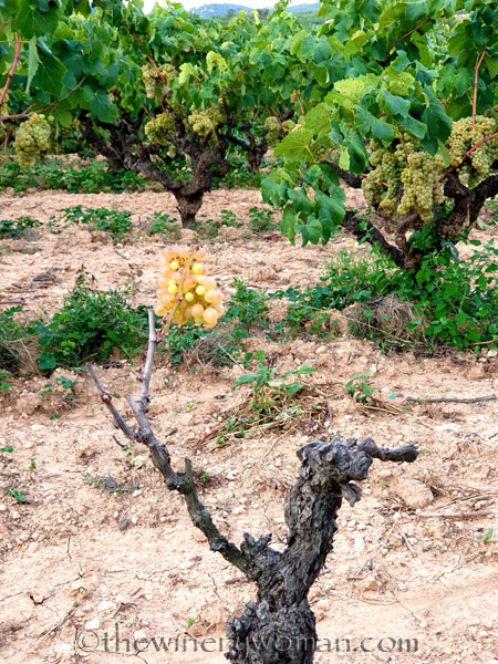 Vineyard2_9.6.19_TWW