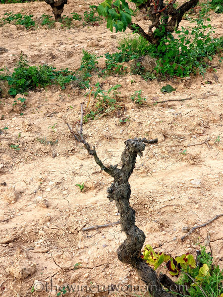 Vineyard2_9.7.19_TWW