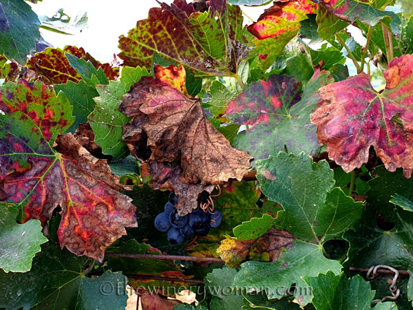 Autumn_Vineyard10_10.13.19_TWW