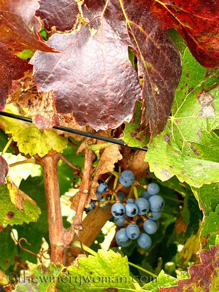 Autumn_Vineyard10_10.7.19_TWW