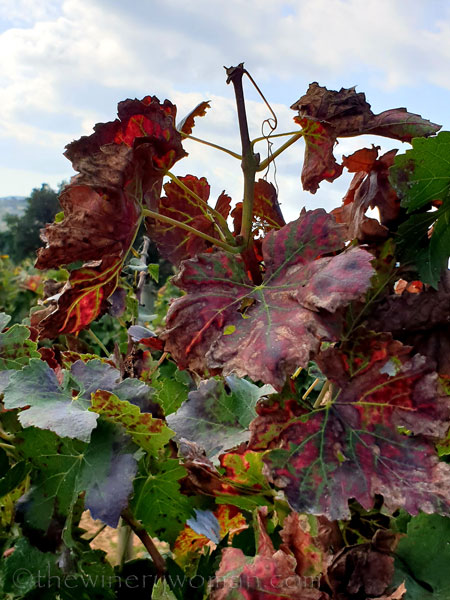 Autumn_Vineyard11_10.13.19_TWW