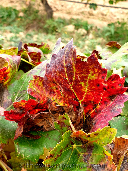 Autumn_Vineyard11_10.7.19_TWW