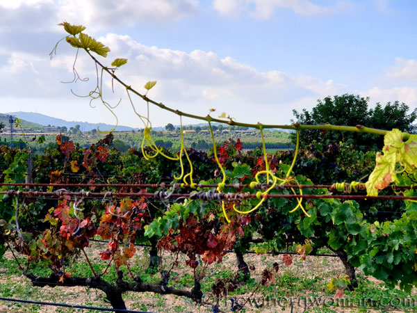 Autumn_Vineyard12_10.13.19_TWW
