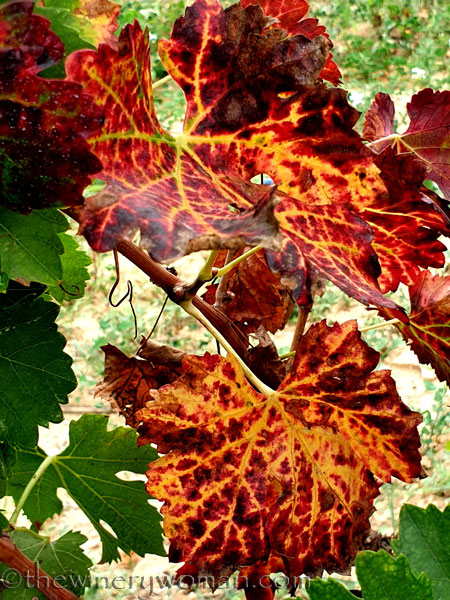 Autumn_Vineyard12_10.7.19_TWW