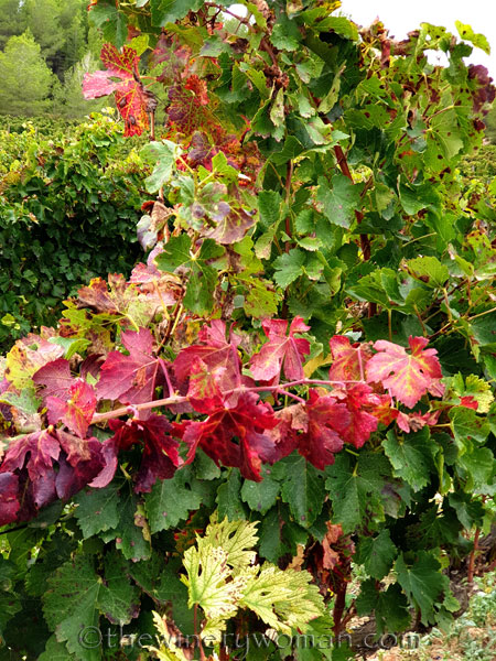 Autumn_Vineyard13_10.7.19_TWW