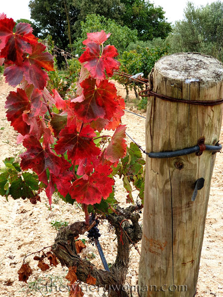 Autumn_Vineyard2_10.10.19_TWW