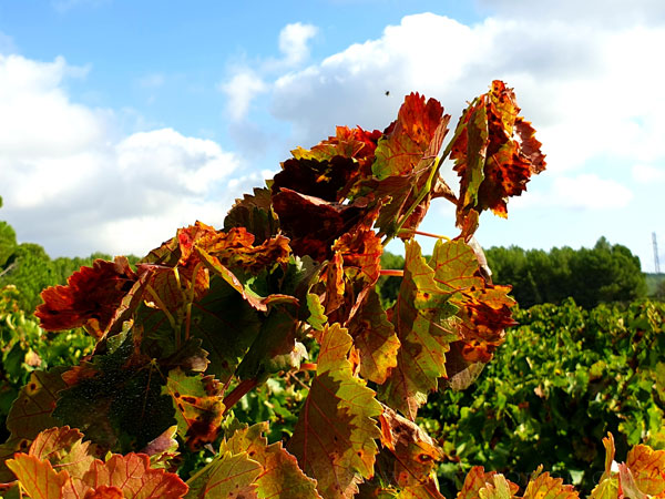 Autumn_Vineyard2_10.13.19_TWW