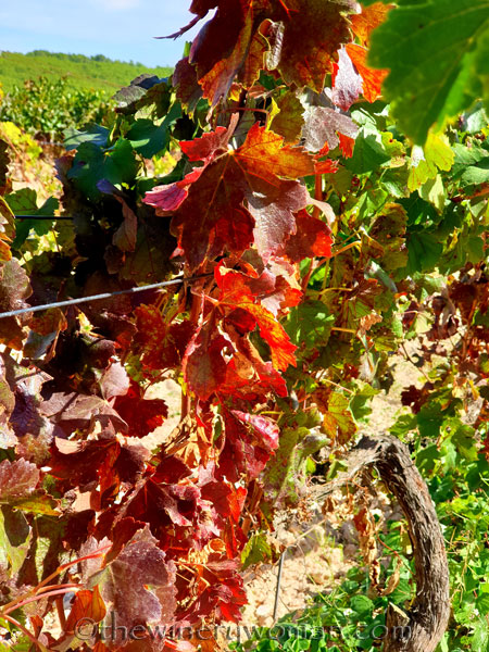 Autumn_Vineyard2_10.7.19_TWW