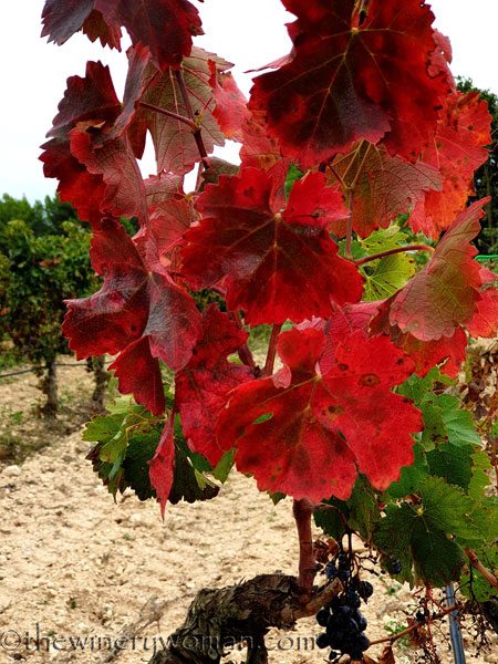 Autumn_Vineyard3_10.10.19_TWW