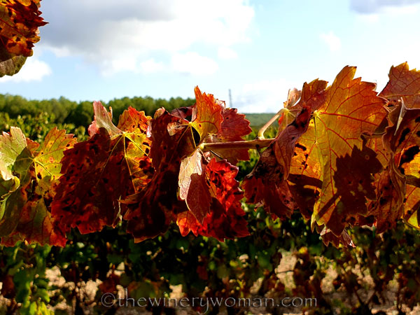 Autumn_Vineyard3_10.13.19_TWW