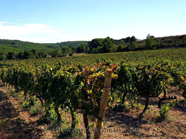 Autumn_Vineyard3_10.7.19_TWW