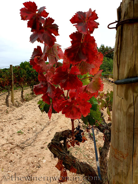 Autumn_Vineyard4_10.10.19_TWW