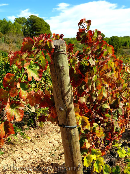 Autumn_Vineyard4_10.7.19_TWW