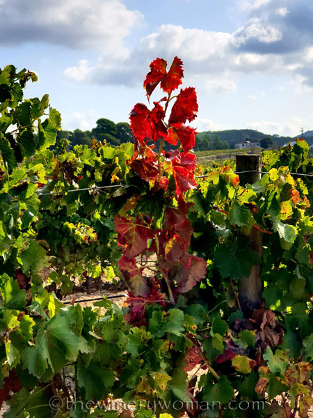 Autumn_Vineyard5_10.13.19_TWW