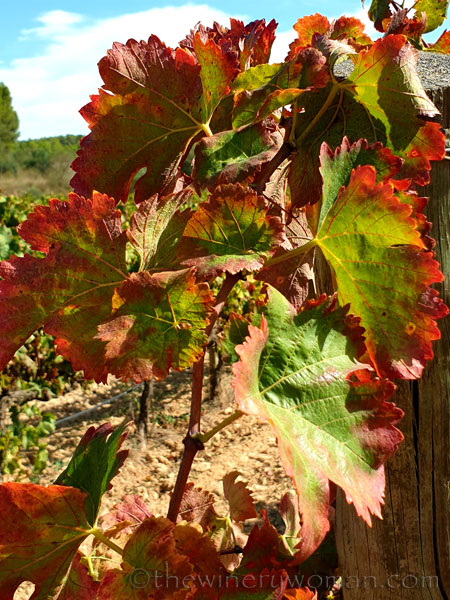 Autumn_Vineyard5_10.7.19_TWW