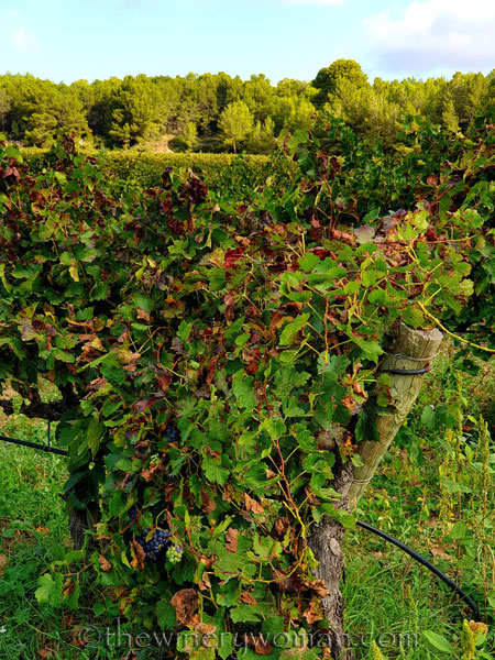 Autumn_Vineyard6_10.13.19_TWW