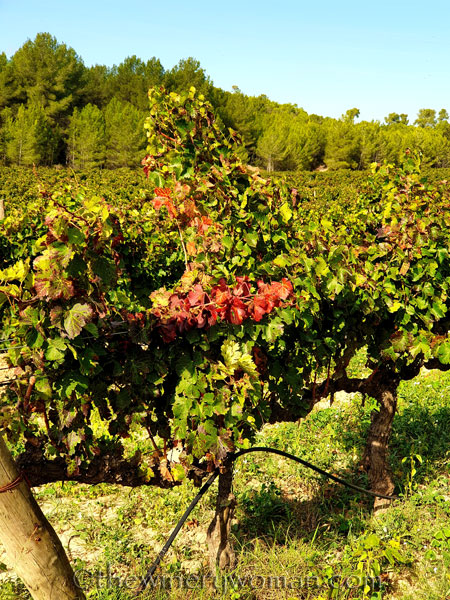 Autumn_Vineyard7_10.13.19_TWW