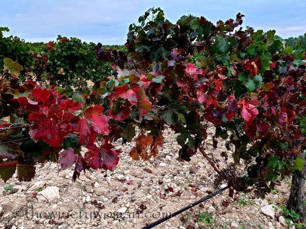 Autumn_Vineyard7_10.7.19_TWW