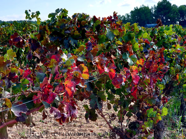 Autumn_Vineyard8_10.13.19_TWW