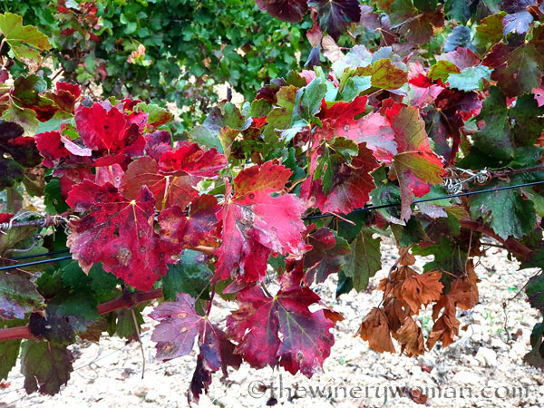 Autumn_Vineyard8_10.7.19_TWW