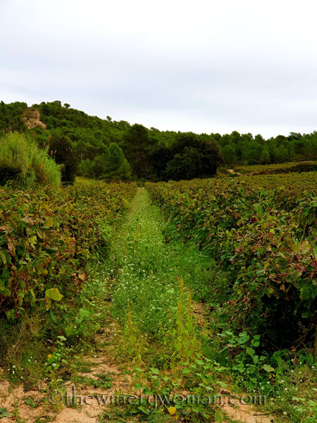 Autumn_Vineyard9_10.7.19_TWW
