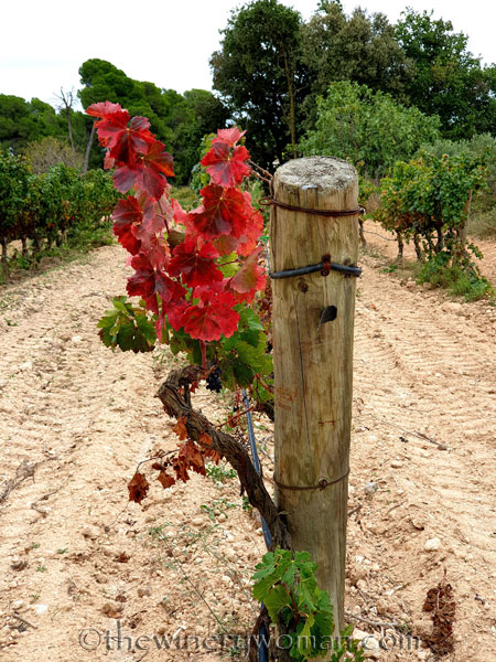 Autumn_Vineyard_10.10.19_TWW