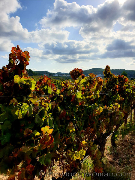 Autumn_Vineyard_10.13.19_TWW