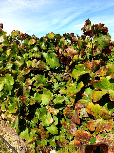 Autumn_Vineyard_10.7.19_TWW