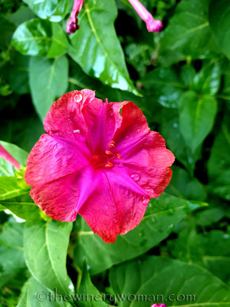 Natures_glory_10.6.19_TWW