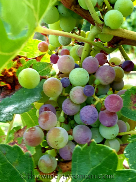 Unpicked_Grapes12_10.14.19_TWW