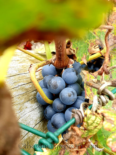 Unpicked_Grapes18_10.14.19_TWW