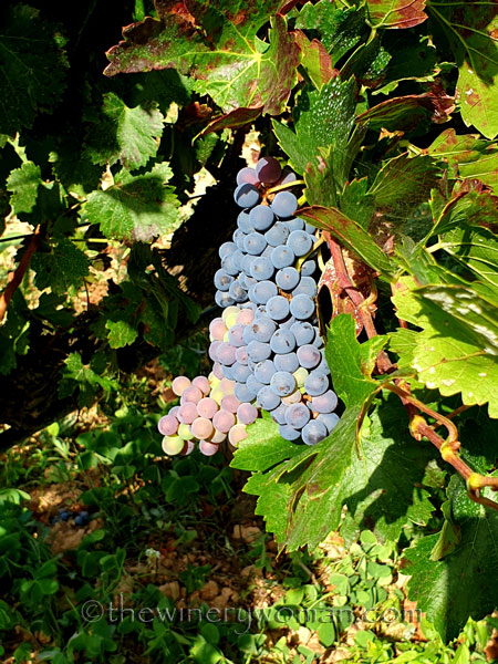 Unpicked_Grapes19_10.14.19_TWW