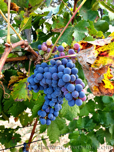 Unpicked_Grapes21_10.14.19_TWW