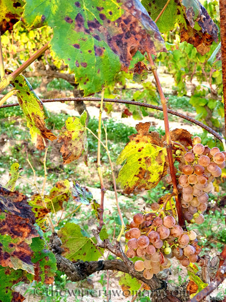 Unpicked_Grapes6_10.14.19_TWW