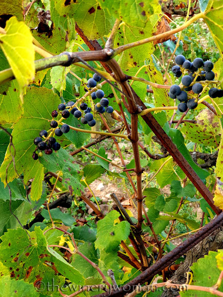 Unpicked_Grapes7_10.14.19_TWW