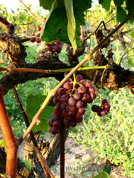 Unpicked_Grapes8_10.14.19_TWW